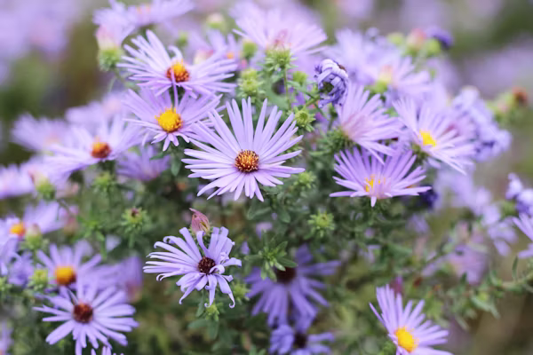 ΑΣΤΕΡ – Aster sp - 2 lt